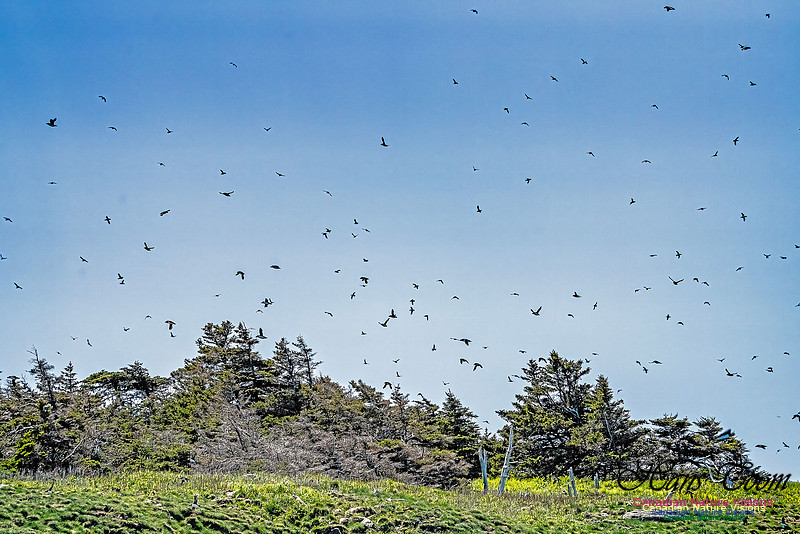 Great Island Puffins 104