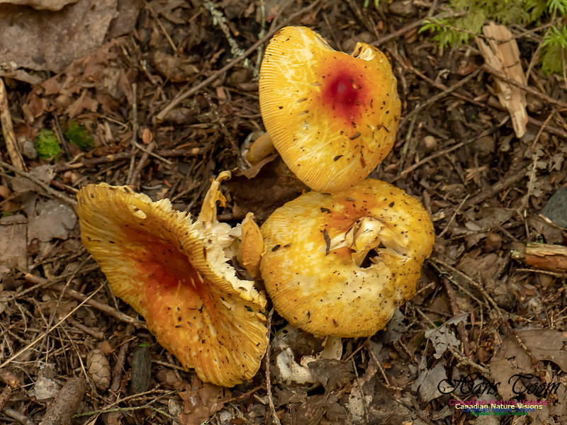 Mushrooms, Lichens, Mosses and Fungi, Samiley's Provincial Park, August 2018 26