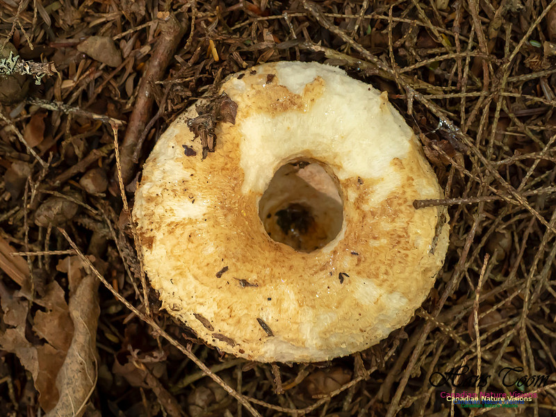 Mushrooms, Lichens, Mosses and Fungi, Samiley's Provincial Park, August 2018 25