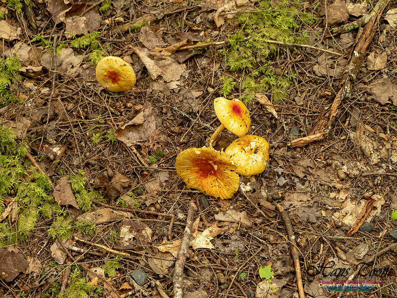 Mushrooms, Lichens, Mosses and Fungi, Samiley's Provincial Park, August 2018 27