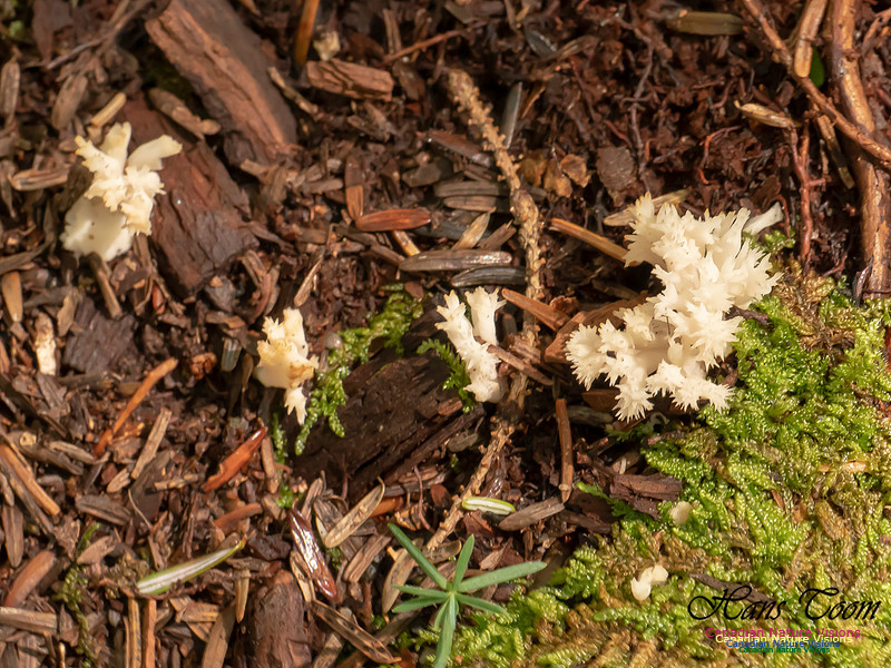 Mushrooms, Lichens, Mosses and Fungi, Samiley's Provincial Park, August 2018 23