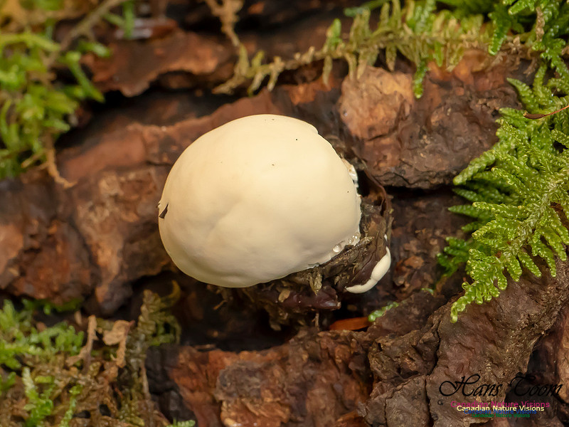 Mushrooms, Lichens, Mosses and Fungi, Samiley's Provincial Park, August 2018 28