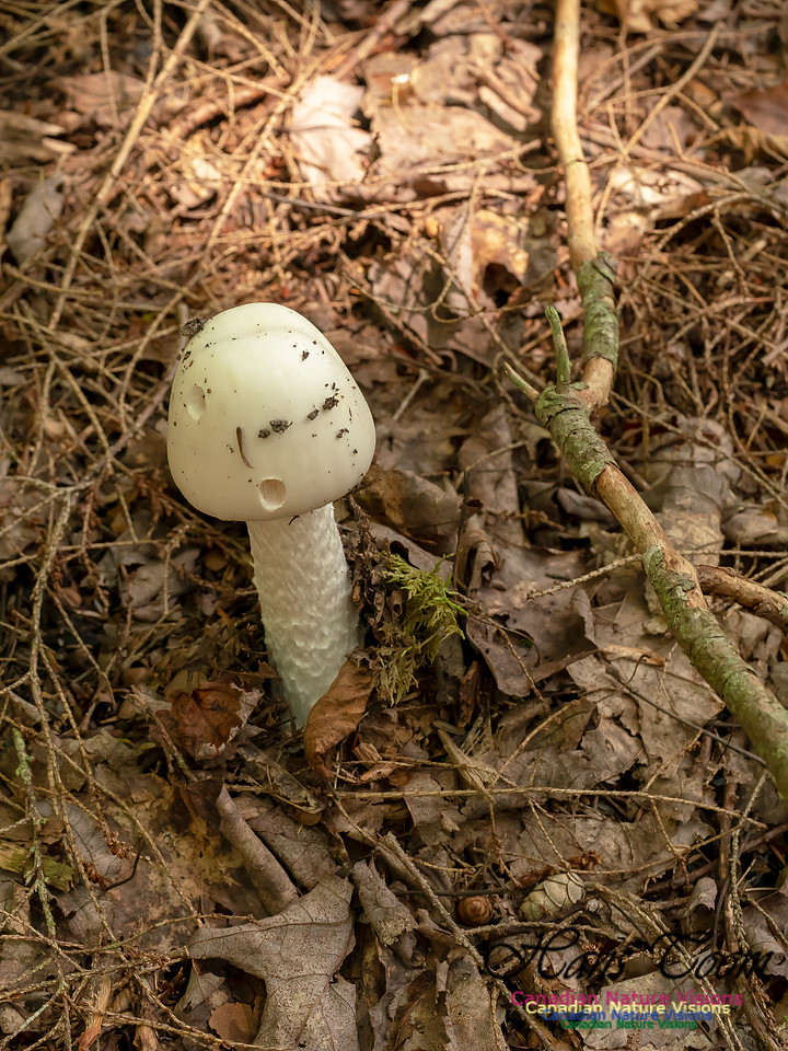 Mushrooms, Lichens, Mosses and Fungi, Samiley's Provincial Park, August 2018 29