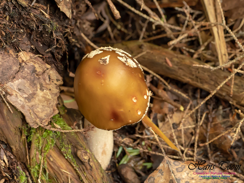 Mushrooms, Lichens, Mosses and Fungi, Samiley's Provincial Park, August 2018 30