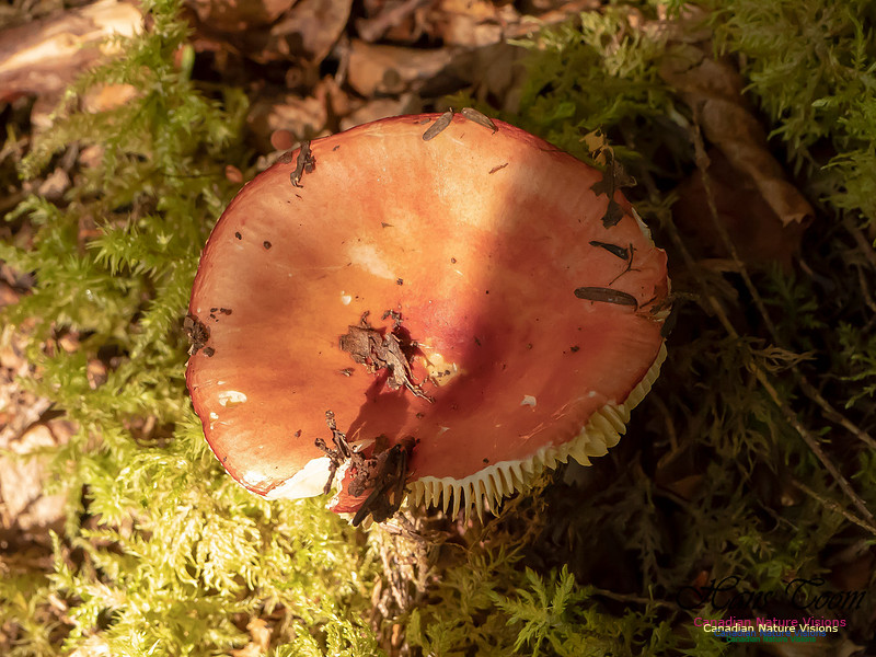 Mushrooms, Lichens, Mosses and Fungi, Samiley's Provincial Park, August 2018 31