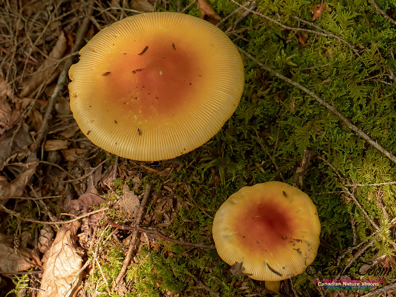 Mushrooms, Lichens, Mosses and Fungi, Samiley's Provincial Park, August 2018 32