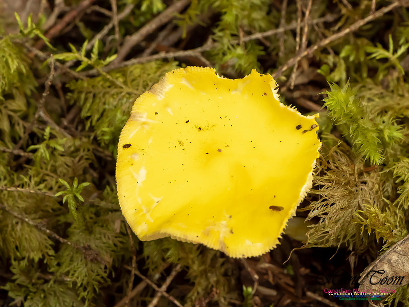Mushrooms, Lichens, Mosses and Fungi, Samiley's Provincial Park, August 2018 33