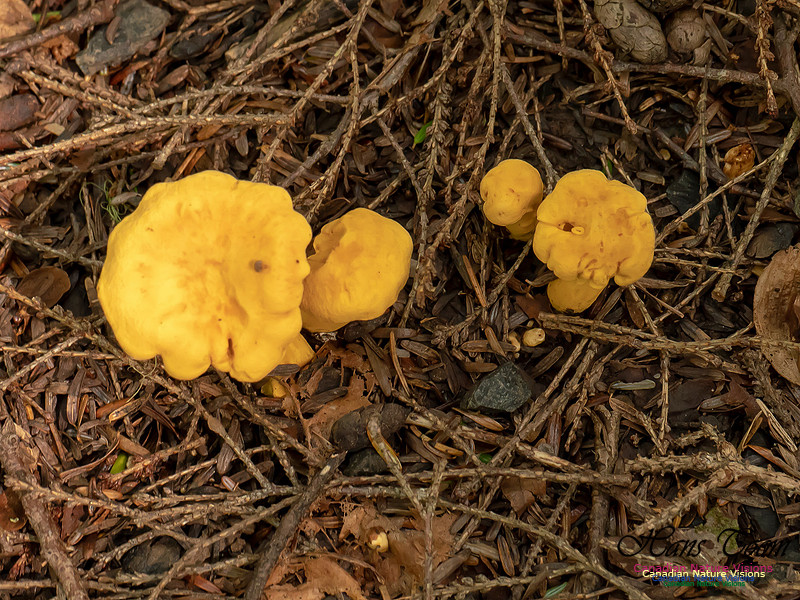Mushrooms, Lichens, Mosses and Fungi, Samiley's Provincial Park, August 2018 34