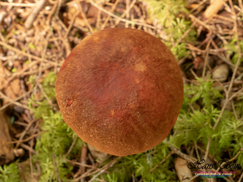 Mushrooms, Lichens, Mosses and Fungi, Samiley's Provincial Park, August 2018 35