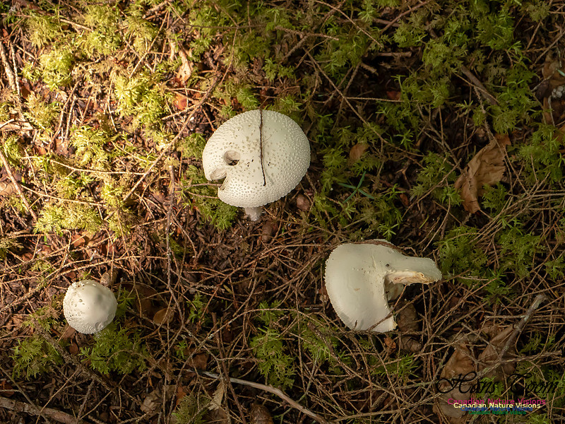 Mushrooms, Lichens, Mosses and Fungi, Samiley's Provincial Park, August 2018 36