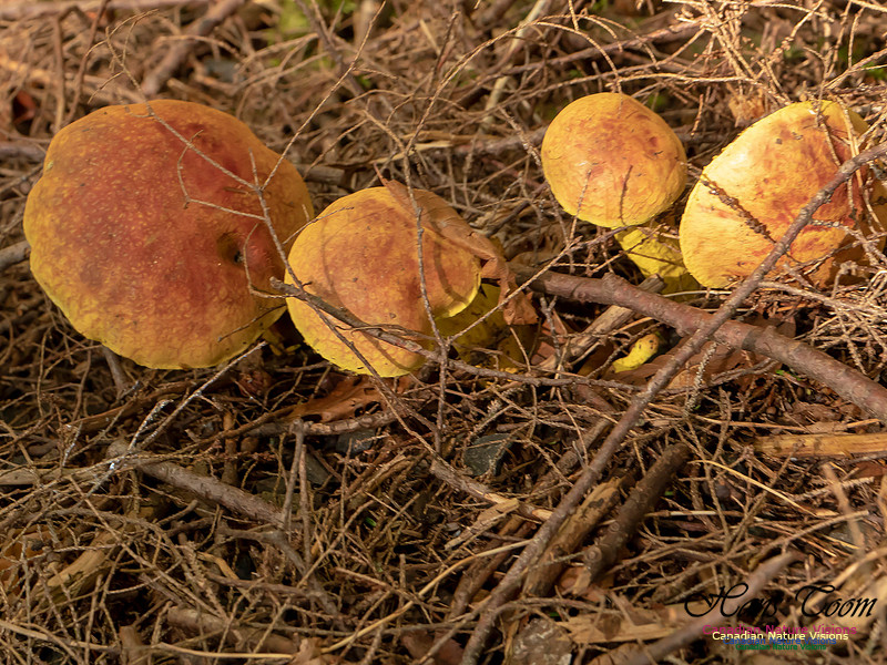 Mushrooms, Lichens, Mosses and Fungi, Samiley's Provincial Park, August 2018 37