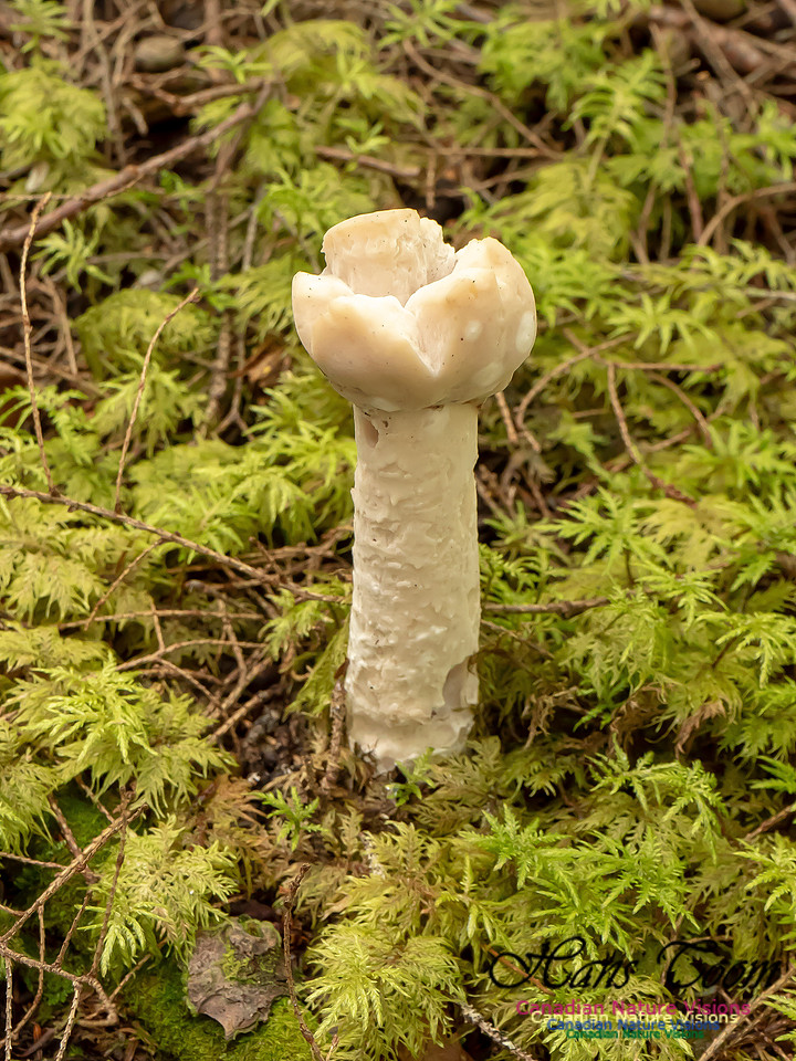 Mushrooms, Lichens, Mosses and Fungi, Samiley's Provincial Park, August 2018 38