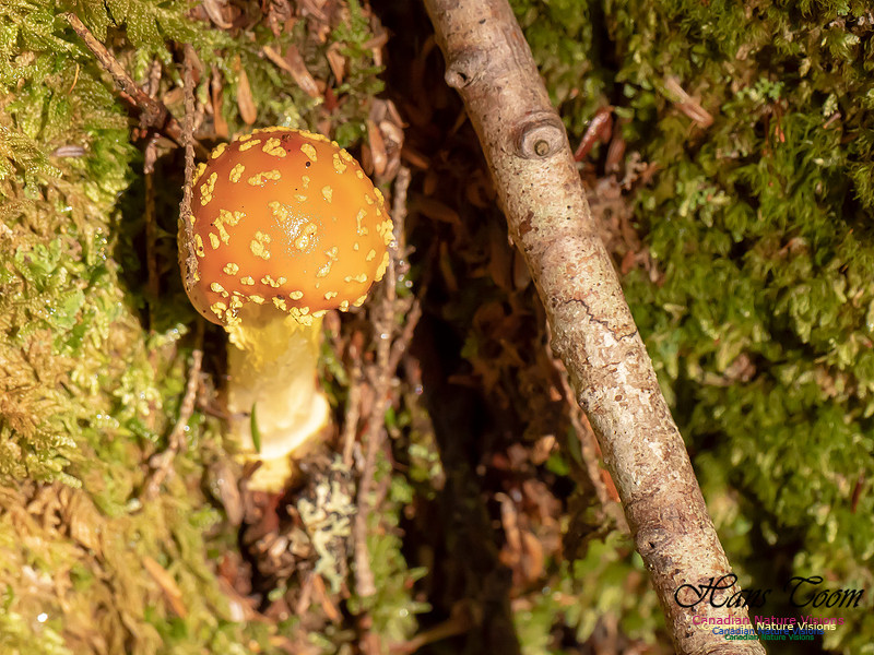 Mushrooms, Lichens, Mosses and Fungi, Samiley's Provincial Park, August 2018 39