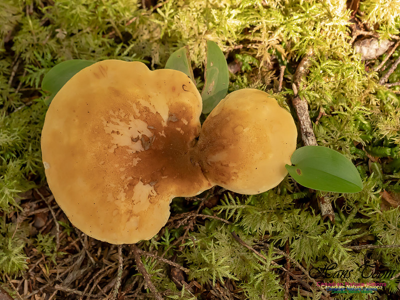 Mushrooms, Lichens, Mosses and Fungi, Samiley's Provincial Park, August 2018 40