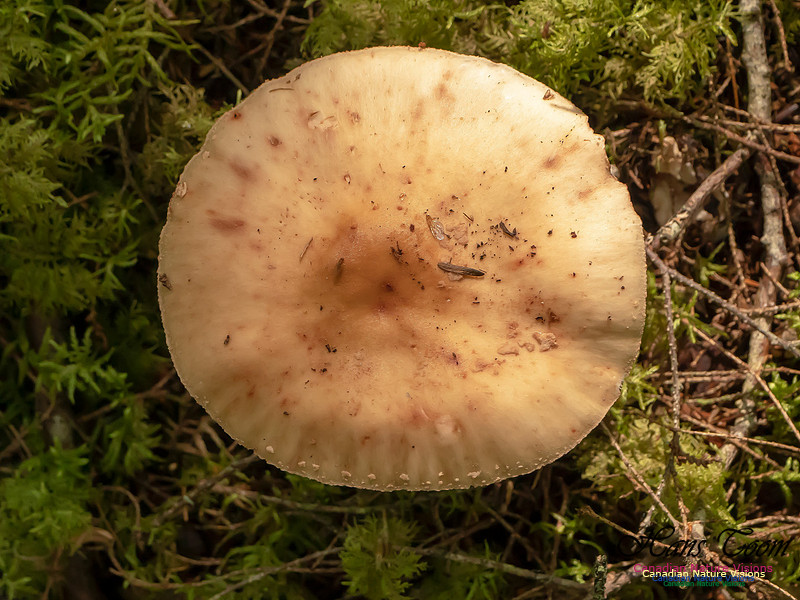 Mushrooms, Lichens, Mosses and Fungi, Samiley's Provincial Park, August 2018 41