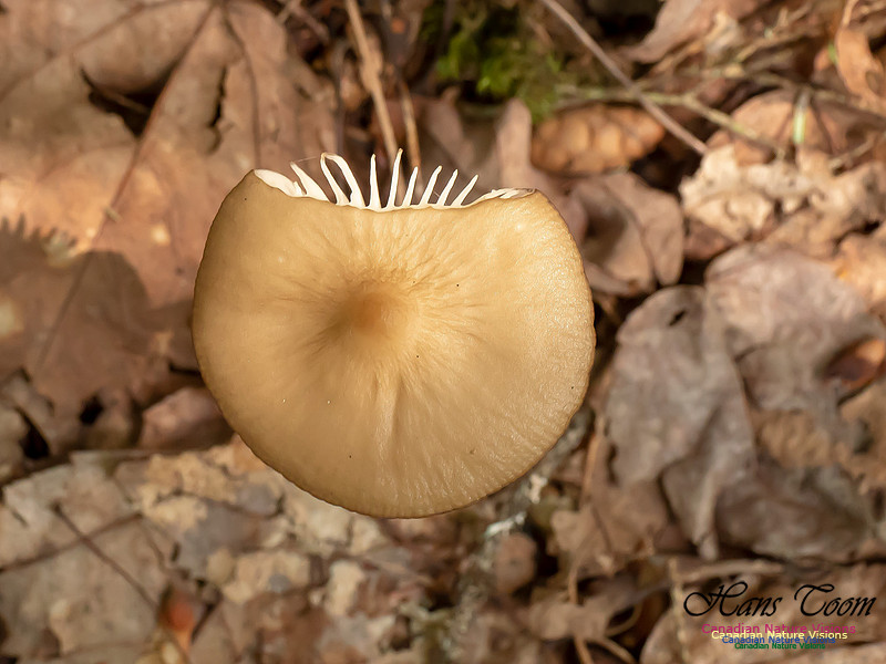Mushrooms, Lichens, Mosses and Fungi, Samiley's Provincial Park, August 2018 42