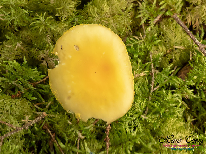 Mushrooms, Lichens, Mosses and Fungi, Samiley's Provincial Park, August 2018 43