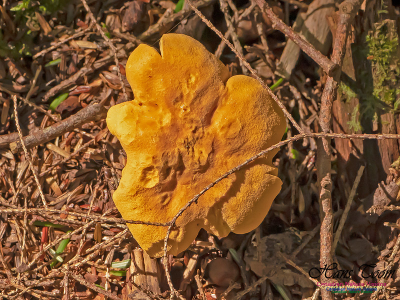 Mushrooms, Lichens, Mosses and Fungi, Samiley's Provincial Park, August 2018 1