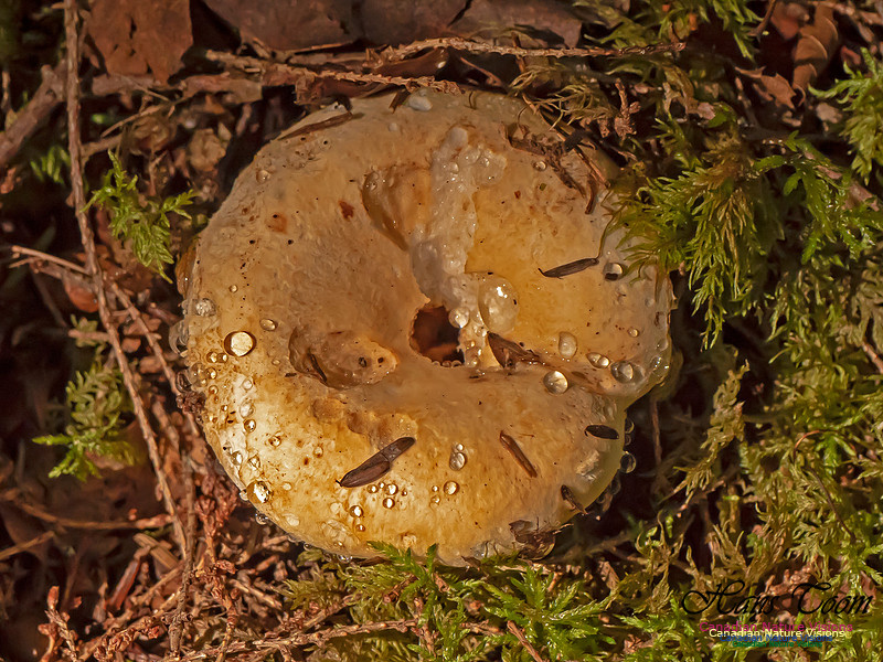 Mushrooms, Lichens, Mosses and Fungi, Samiley's Provincial Park, August 2018 2