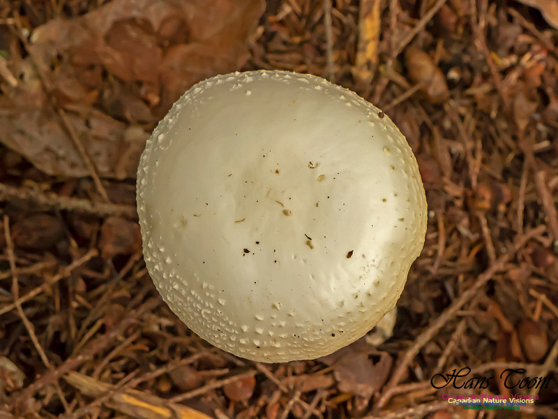 Mushrooms, Lichens, Mosses and Fungi, Samiley's Provincial Park, August 2018 3