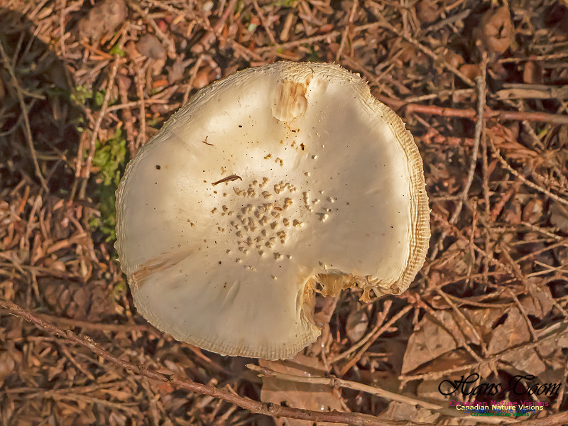 Mushrooms, Lichens, Mosses and Fungi, Samiley's Provincial Park, August 2018 4