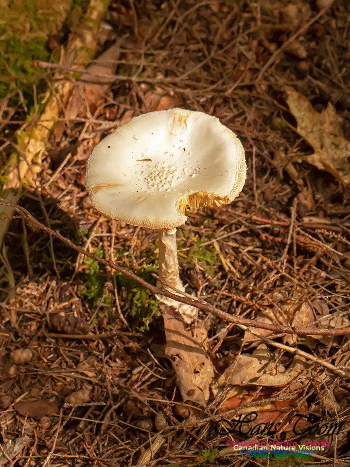 Mushrooms, Lichens, Mosses and Fungi, Samiley's Provincial Park, August 2018 5