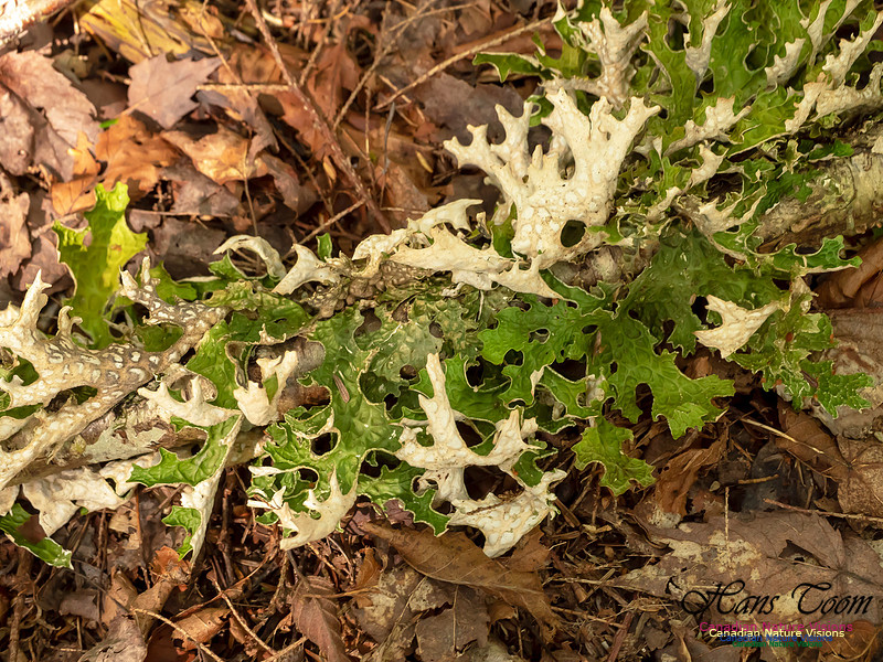 Mushrooms, Lichens, Mosses and Fungi, Samiley's Provincial Park, August 2018 6