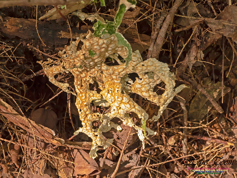 Mushrooms, Lichens, Mosses and Fungi, Samiley's Provincial Park, August 2018 7