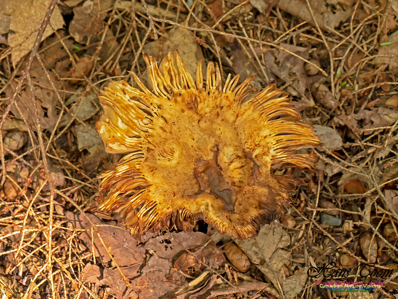 Mushrooms, Lichens, Mosses and Fungi, Samiley's Provincial Park, August 2018 8