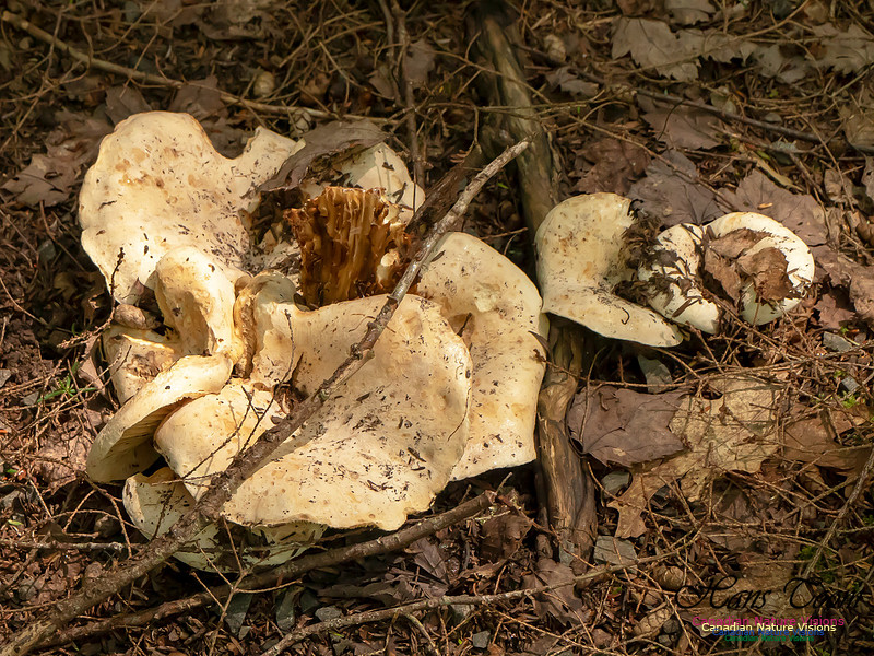 Mushrooms, Lichens, Mosses and Fungi, Samiley's Provincial Park, August 2018 9