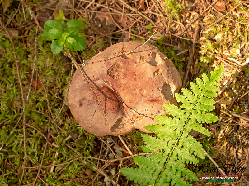 Mushrooms, Lichens, Mosses and Fungi, Samiley's Provincial Park, August 2018 10