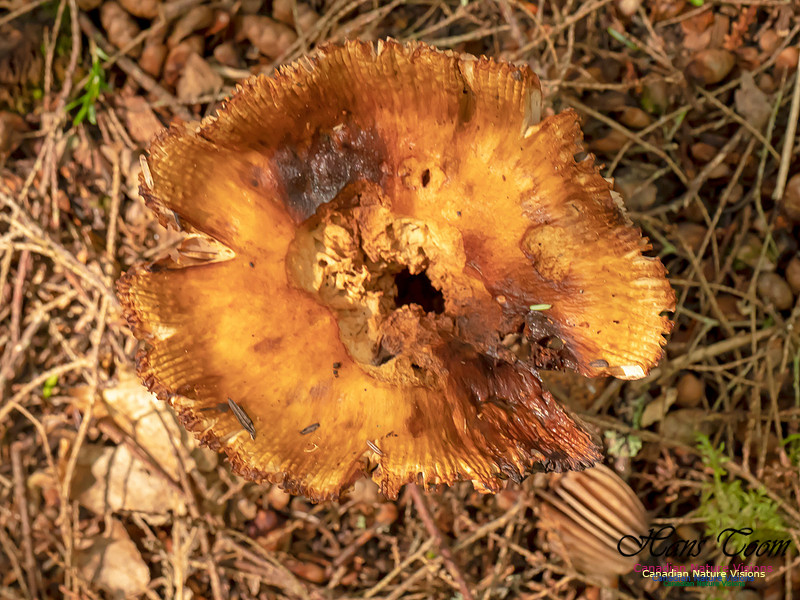 Mushrooms, Lichens, Mosses and Fungi, Samiley's Provincial Park, August 2018 11