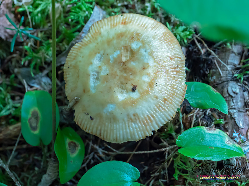Mushrooms, Lichens, Mosses and Fungi, Samiley's Provincial Park, August 2018 12