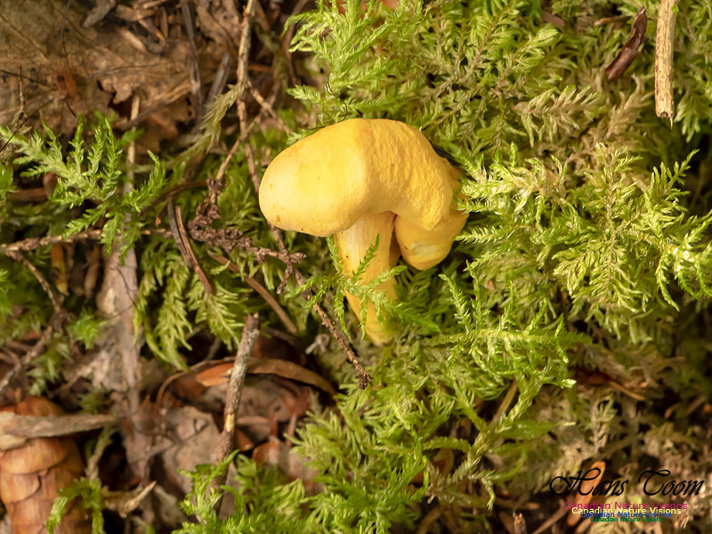 Mushrooms, Lichens, Mosses and Fungi, Samiley's Provincial Park, August 2018 13