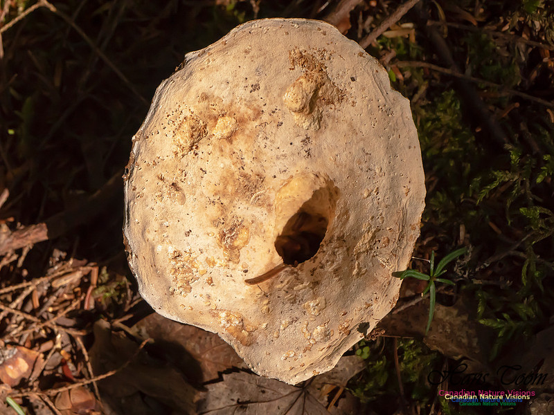 Mushrooms, Lichens, Mosses and Fungi, Samiley's Provincial Park, August 2018 14