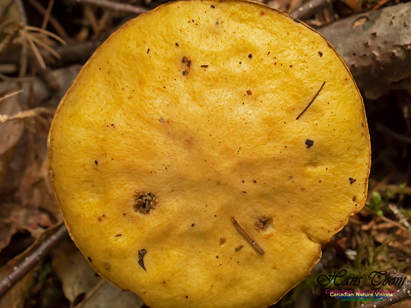 Mushrooms, Lichens, Mosses and Fungi, Samiley's Provincial Park, August 2018 15