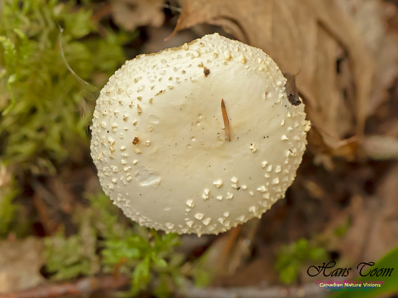 Mushrooms, Lichens, Mosses and Fungi, Samiley's Provincial Park, August 2018 16