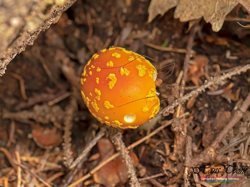 Mushrooms, Lichens, Mosses and Fungi, Samiley's Provincial Park, August 2018 17