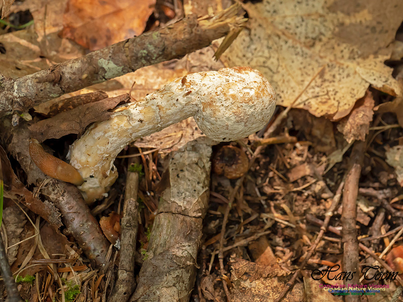 Mushrooms, Lichens, Mosses and Fungi, Samiley's Provincial Park, August 2018 18