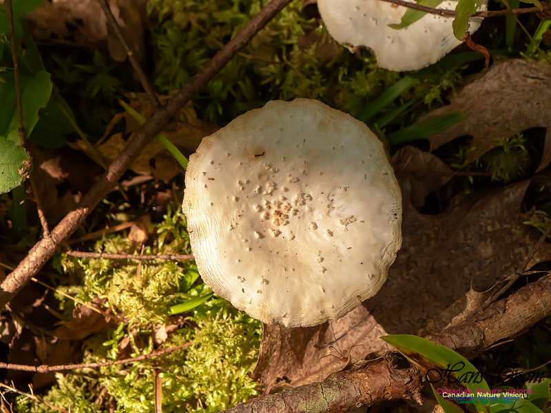 Mushrooms, Lichens, Mosses and Fungi, Samiley's Provincial Park, August 2018 19