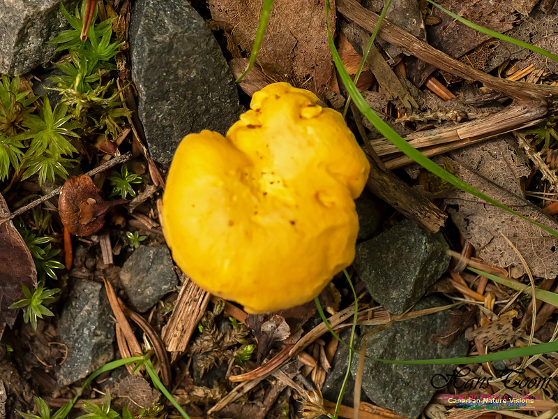 Mushrooms, Lichens, Mosses and Fungi, Samiley's Provincial Park, August 2018 20