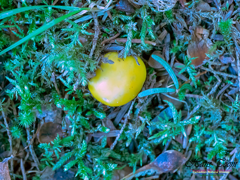Mushrooms, Lichens, Mosses and Fungi, Samiley's Provincial Park, August 2018 21