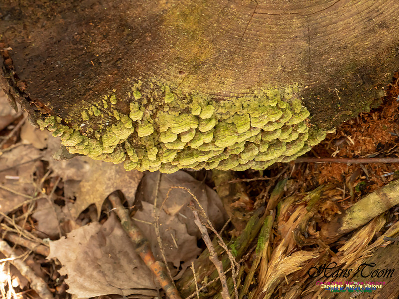 Mushrooms, Lichens, Mosses and Fungi, Samiley's Provincial Park, August 2018 22