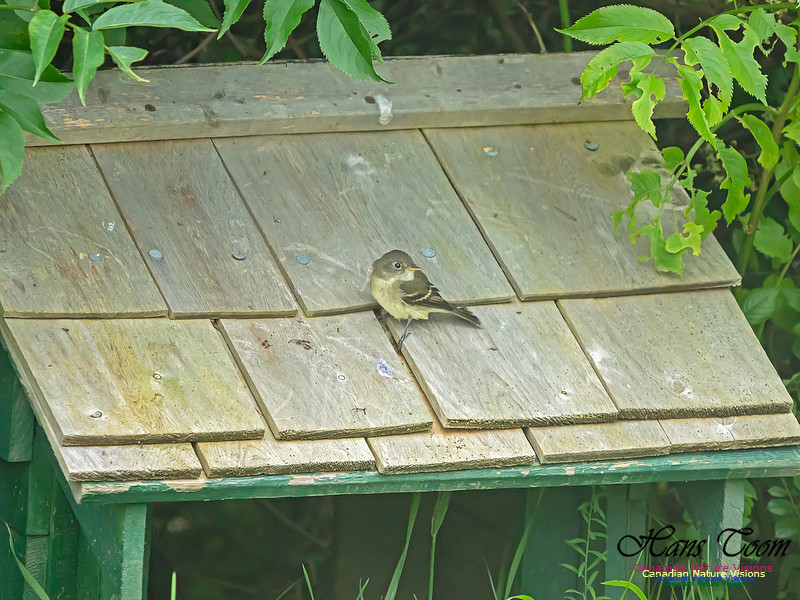Yellow-bellied Flycatcher 2