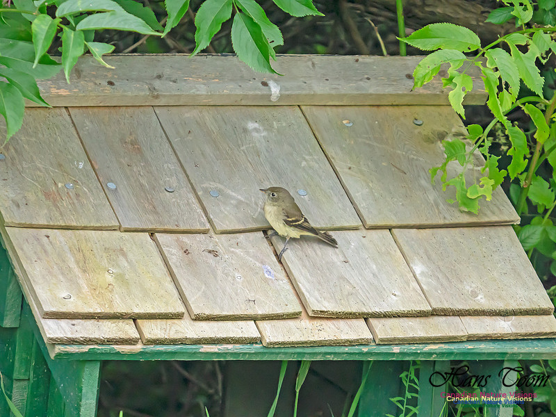 Yellow-bellied Flycatcher 1