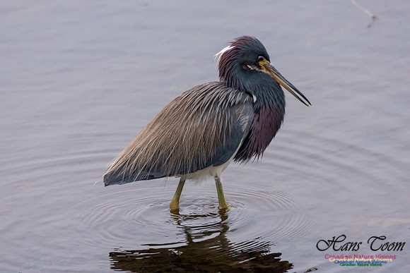 Tricoloured Heron 25