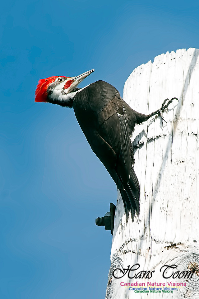 Pileated Woodpecker