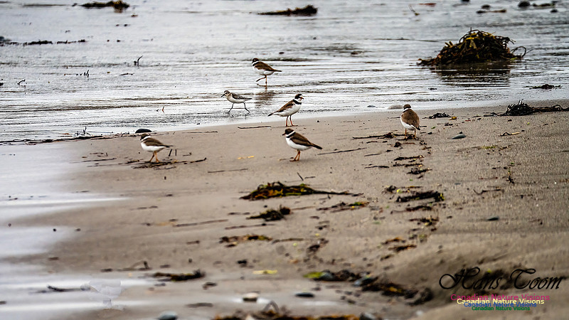 Shorebirds of Hurricane Erin 108