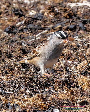 White-crowned Sparrow 306