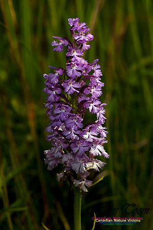 Large Purple Fringed Orchid